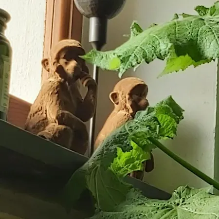 Kır Evi Rana Cantante Mombercelli