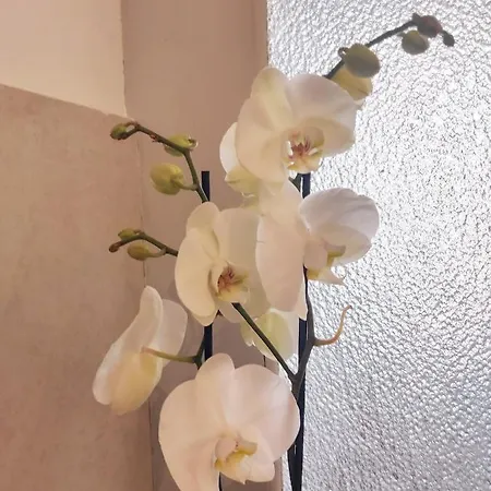 Rana Cantante * Mombercelli