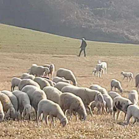 Rana Cantante Mombercelli