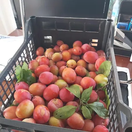 Rana Cantante * Mombercelli