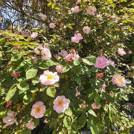 Kır Evi Rana Cantante *