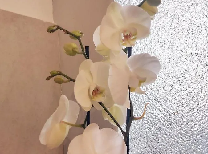 Rana Cantante * Mombercelli