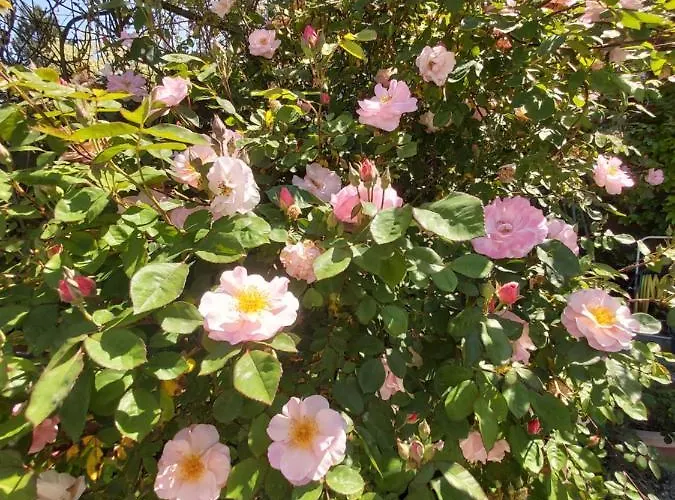 Country house Rana Cantante *